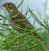 Corn Bunting