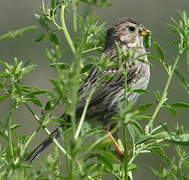 Corn Bunting