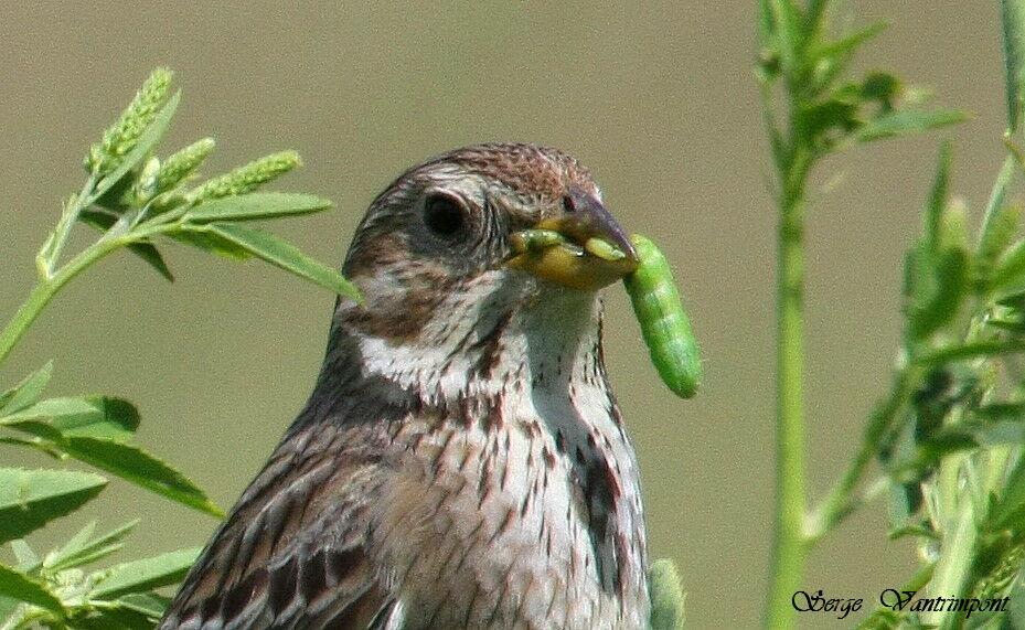 Corn Buntingadult, feeding habits