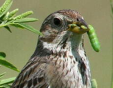 Corn Bunting