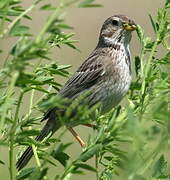 Corn Bunting