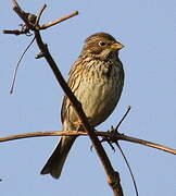 Corn Bunting