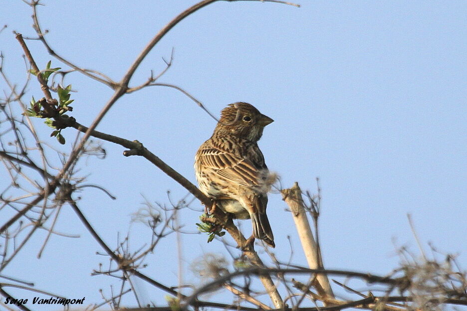 Corn Buntingadult, Behaviour