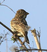 Corn Bunting