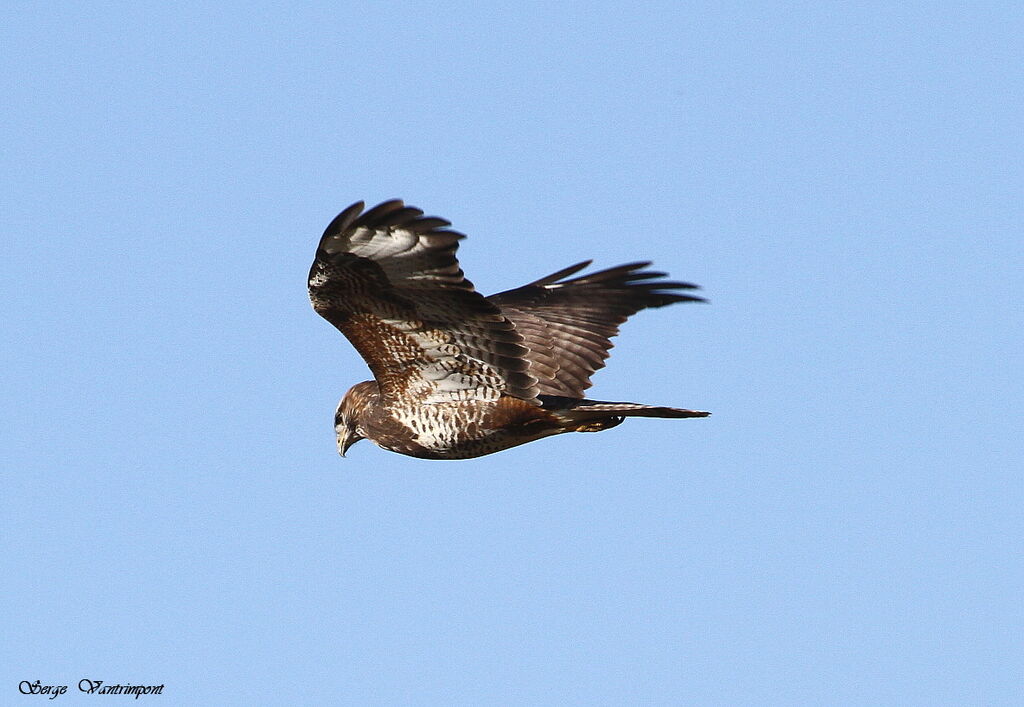 Common Buzzardadult, Flight