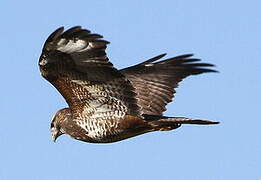 Common Buzzard