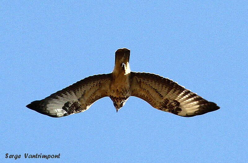 Common Buzzard