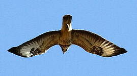 Buse variable