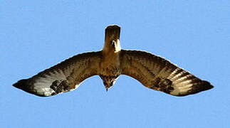 Common Buzzard