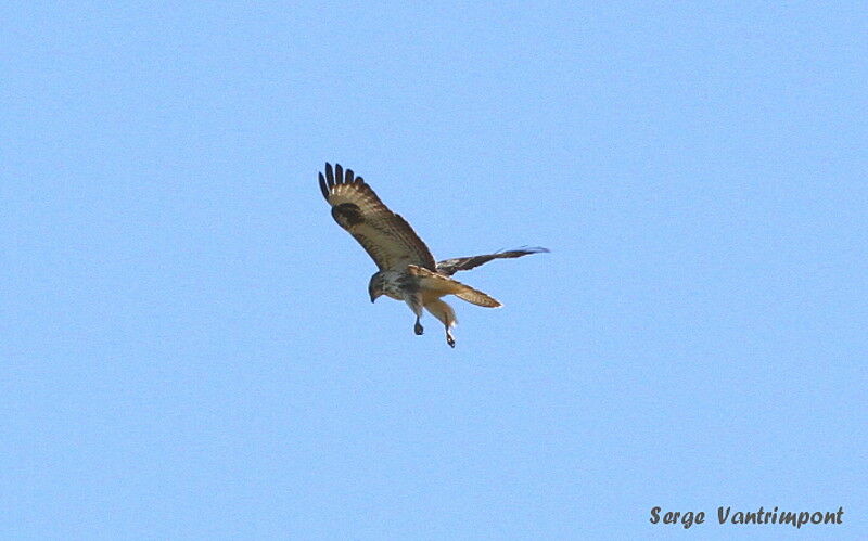 Common Buzzardadult, Flight