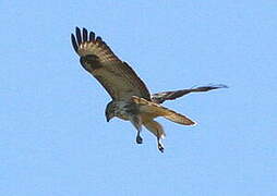 Common Buzzard