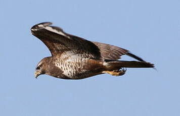 Buse variable