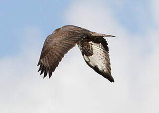 Buse variable