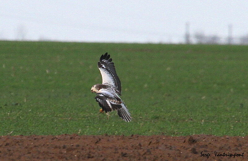 Common Buzzardadult, Flight