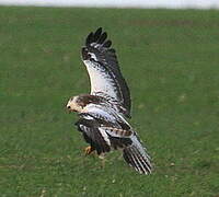 Common Buzzard