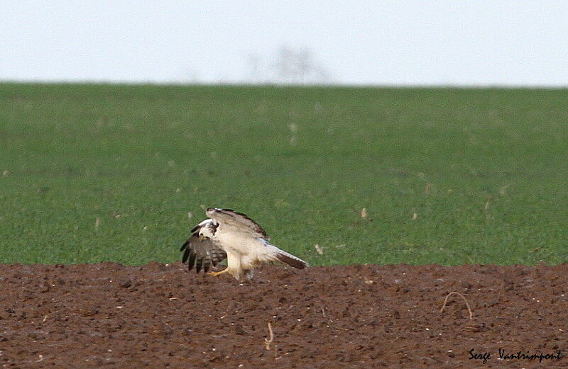 Common Buzzardadult, Flight, Behaviour