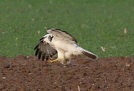 Common Buzzard