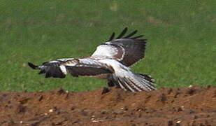 Common Buzzard