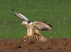 Common Buzzard