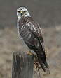 Buse variable