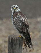 Common Buzzard