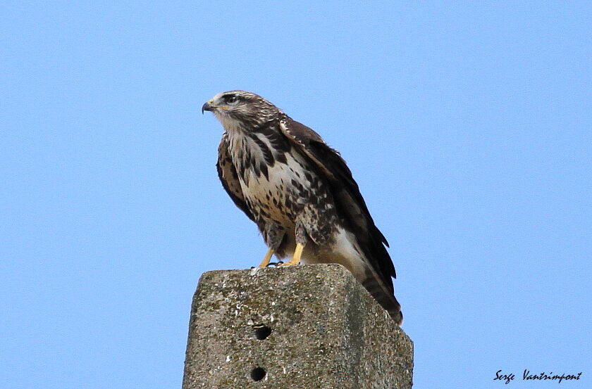 Common Buzzardadult, Behaviour