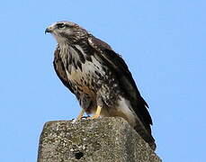 Common Buzzard