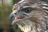 Buse variable