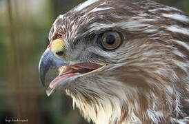 Common Buzzard