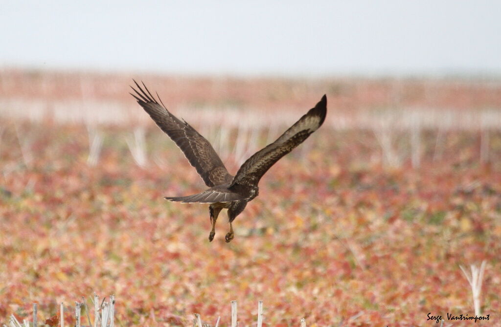 Common Buzzardadult, Flight