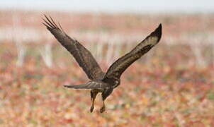 Common Buzzard