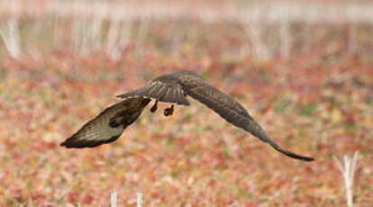 Buse variable