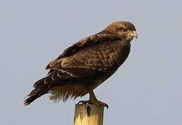 Common Buzzard