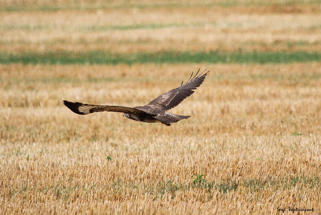 Common Buzzardadult, identification