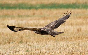 Common Buzzard