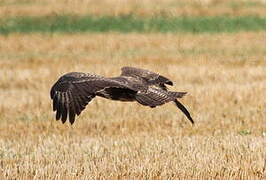 Common Buzzard