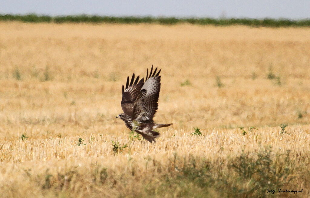 Common Buzzardadult, Flight