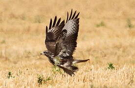 Common Buzzard