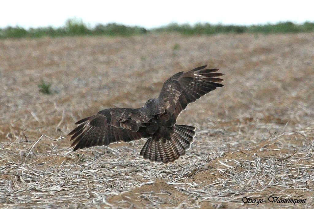 Common Buzzard, Flight