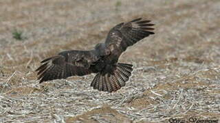 Common Buzzard