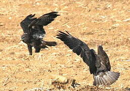 Common Buzzard