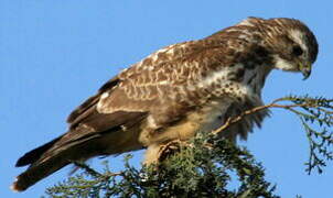 Common Buzzard