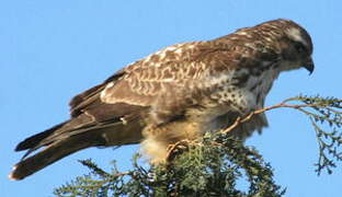 Common Buzzard