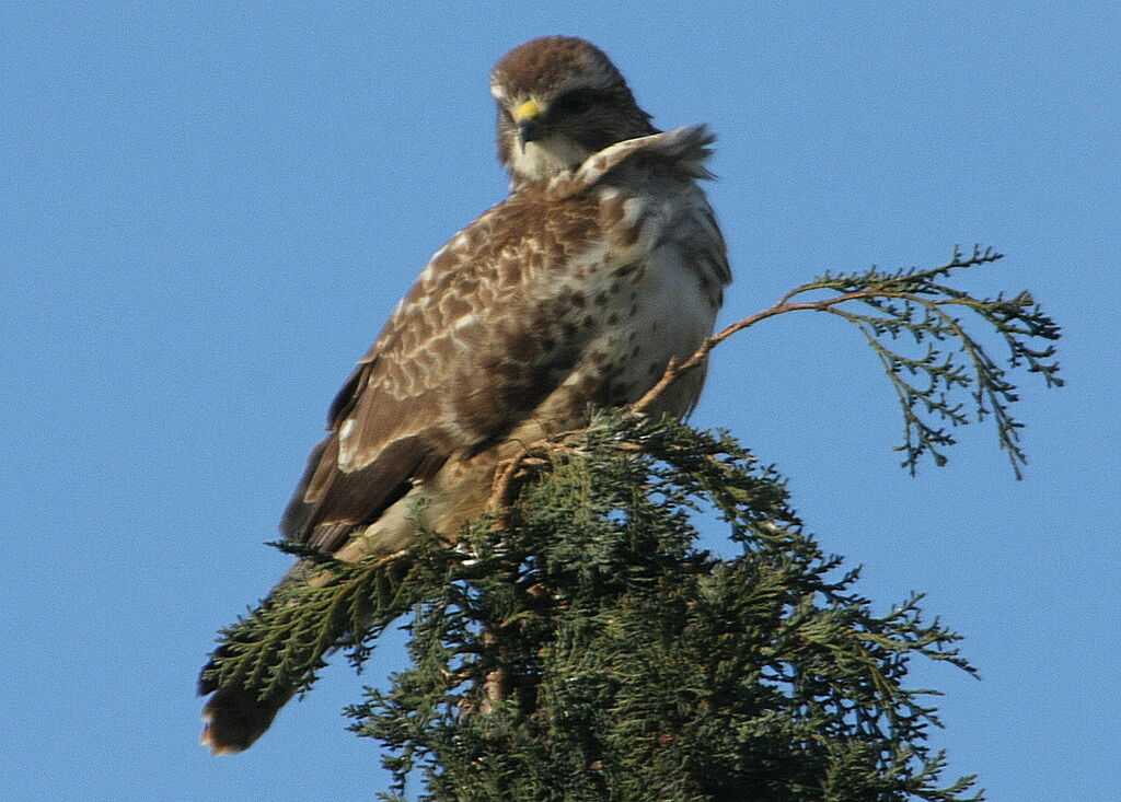 Common Buzzardadult post breeding, identification