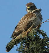 Common Buzzard