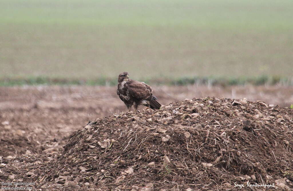 Buse variableadulte, habitat, pigmentation, pêche/chasse, Comportement