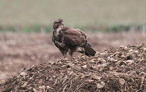 Common Buzzard