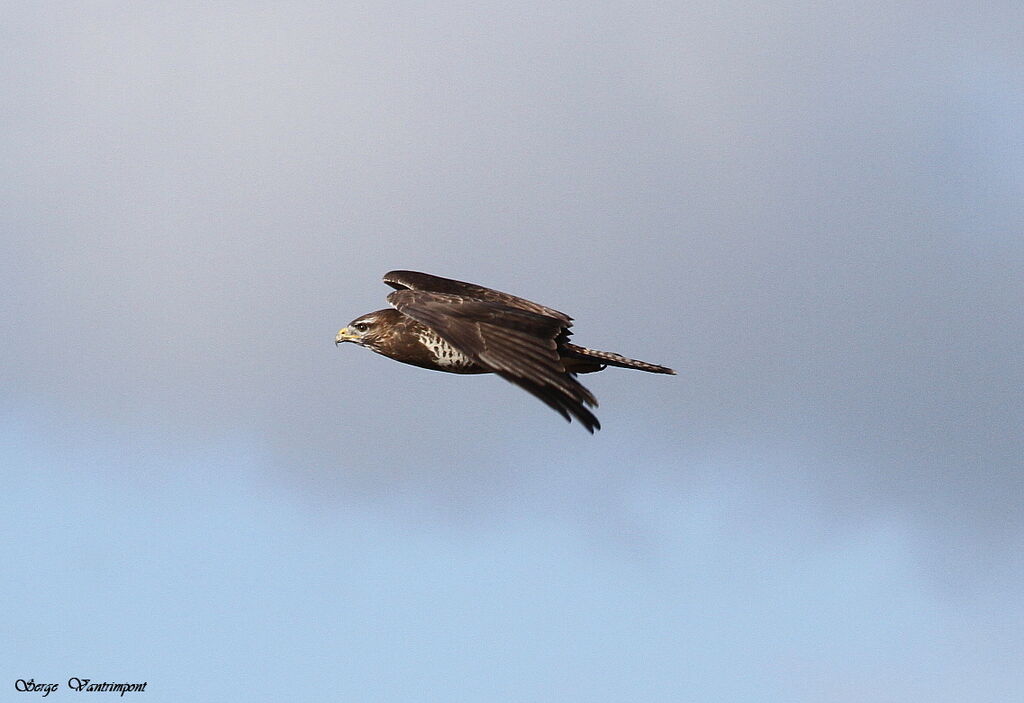 Common Buzzardadult, Flight