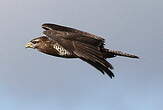 Buse variable