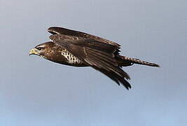 Common Buzzard